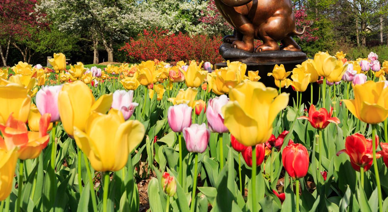 Tulips in bloom at Dow Gardens Tulips in bloom at Dow Gardens