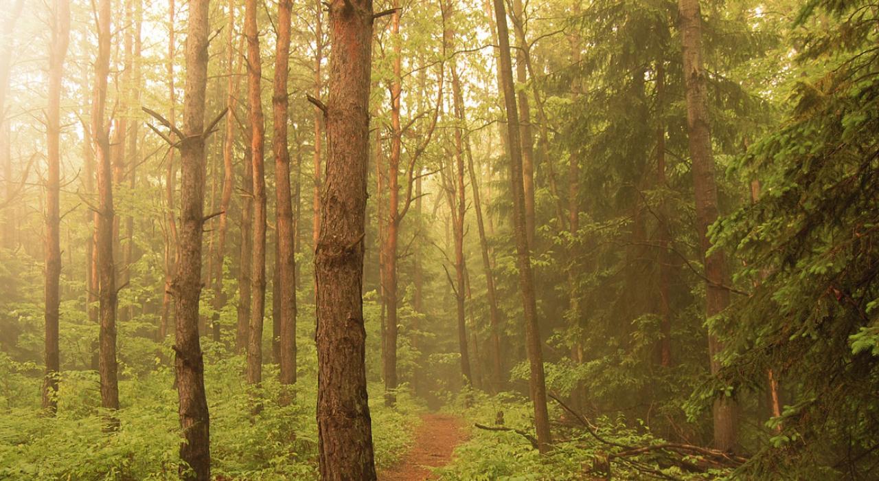 A veil of sunshine falls through the trees at Chippewa Nature Center  A veil of sunshine falls through the trees at Chippewa Nature Center