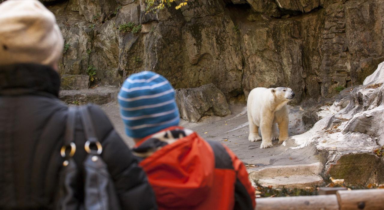参观布朗克斯动物园的北极熊展