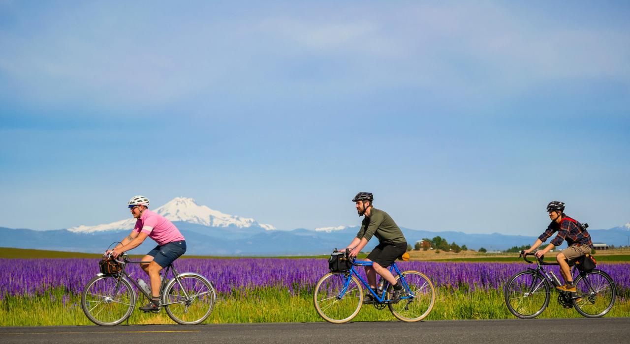 骑车穿越俄勒冈州中部杰斐逊山附近的鲁冰花田 骑车穿越俄勒冈州中部杰斐逊山附近的鲁冰花田