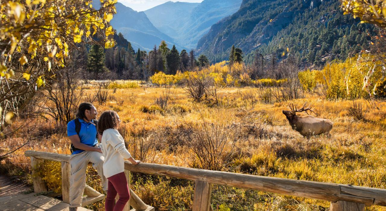 在埃斯特公园的秀丽秋景中观赏麋鹿 在埃斯特公园的秀丽秋景中观赏麋鹿