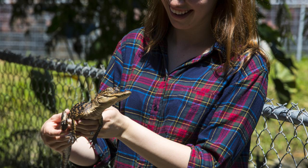 在沼泽地之旅中邂逅鳄鱼宝宝 在沼泽地之旅中邂逅鳄鱼宝宝