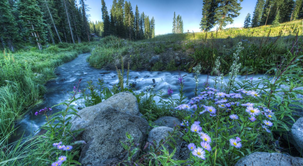 在科罗拉多州大章克申的格兰德台地上，一条溪流经过一片鲜花盛开的草地。