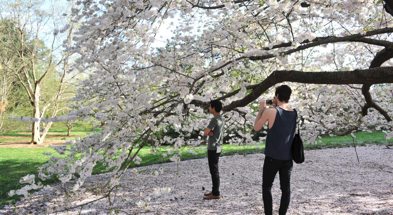 在纽约植物园拍摄盛开的樱花 在纽约植物园拍摄盛开的樱花