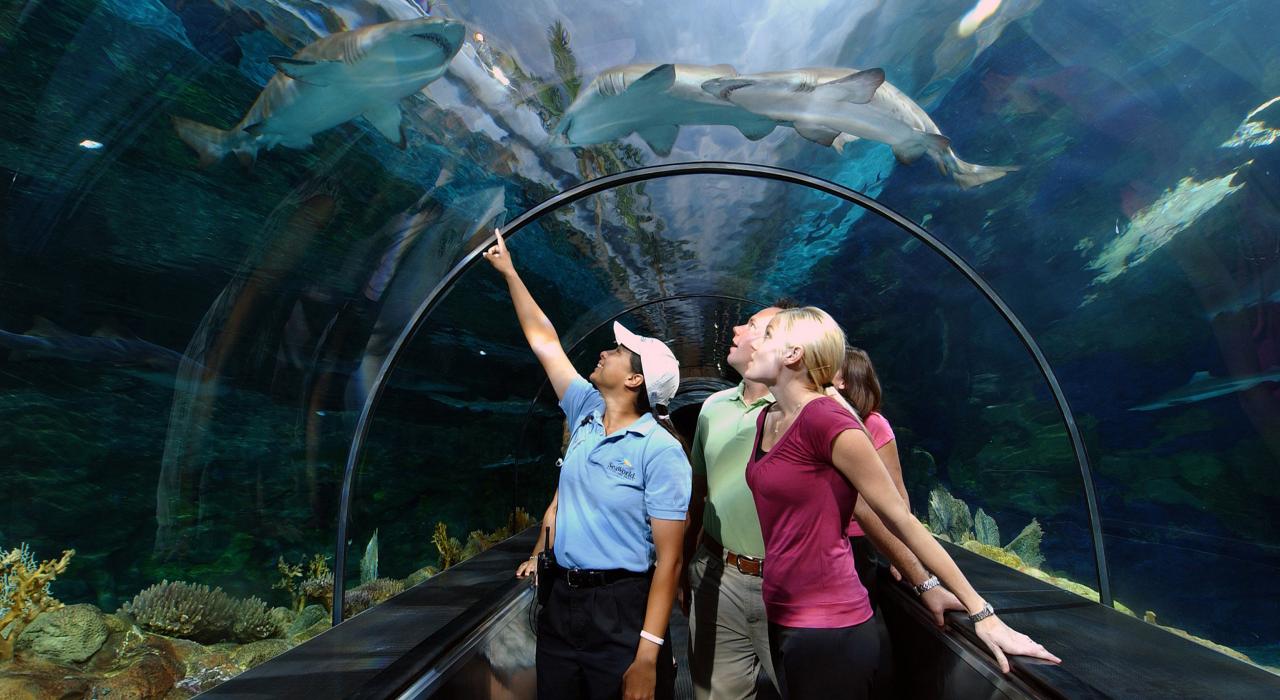 在圣地亚哥海洋世界的邂逅鲨鱼隧道内欣赏海底世界