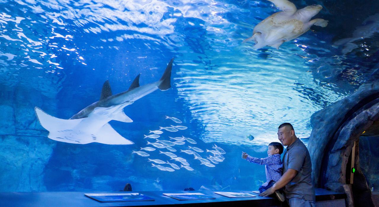 一对父子在纽波特水族馆邂逅海洋生物 一对父子在纽波特水族馆邂逅海洋生物