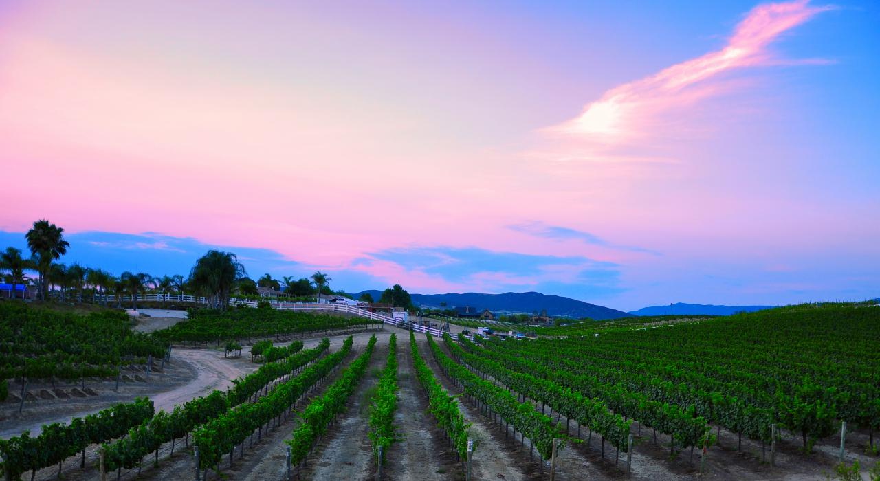 蒂梅丘拉葡萄园一排排一望无际的葡萄藤