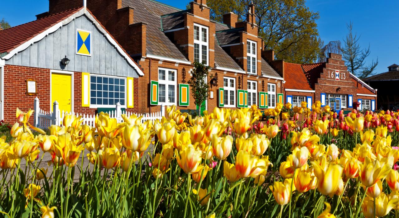 密西根州荷兰镇郁金香节上争奇斗艳的郁金香