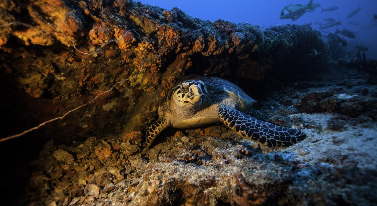 在基拉戈的约翰彭尼坎普州立公园，海龟栖息在美国海岸警卫队杜南号快艇上