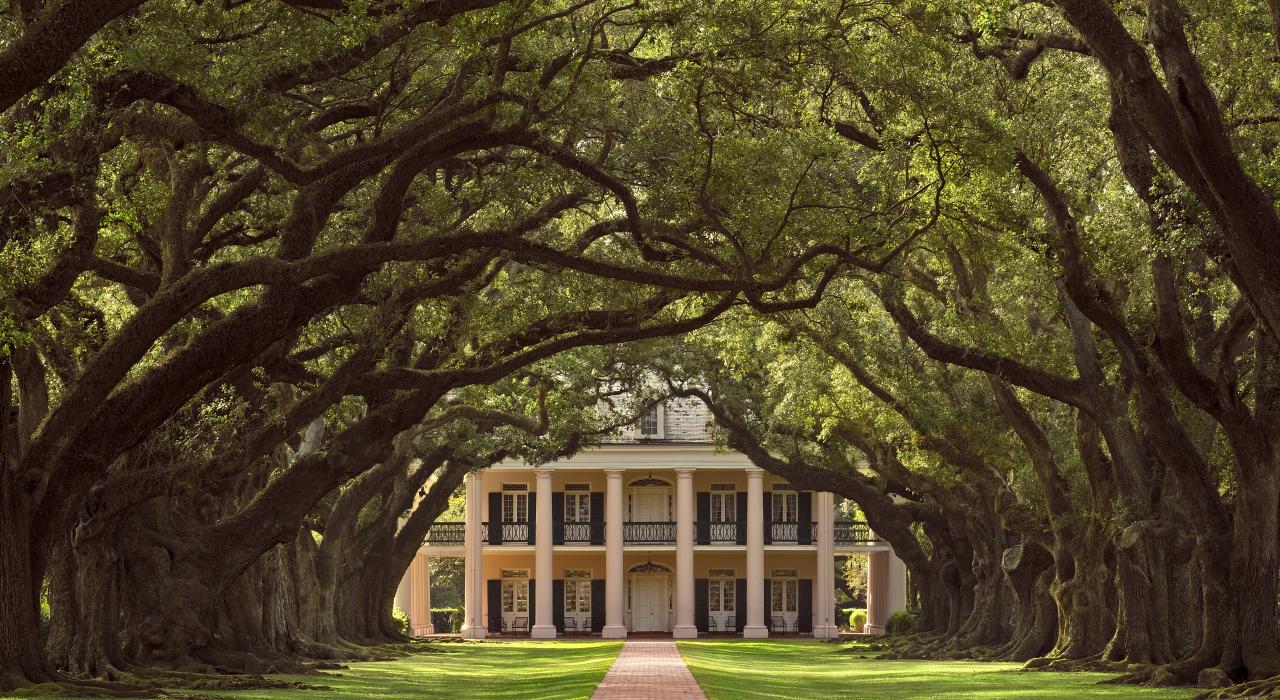 一条绿树成荫的绝美步道通向橡树小径种植园前方台阶 一条绿树成荫的绝美步道通向橡树小径种植园前方台阶