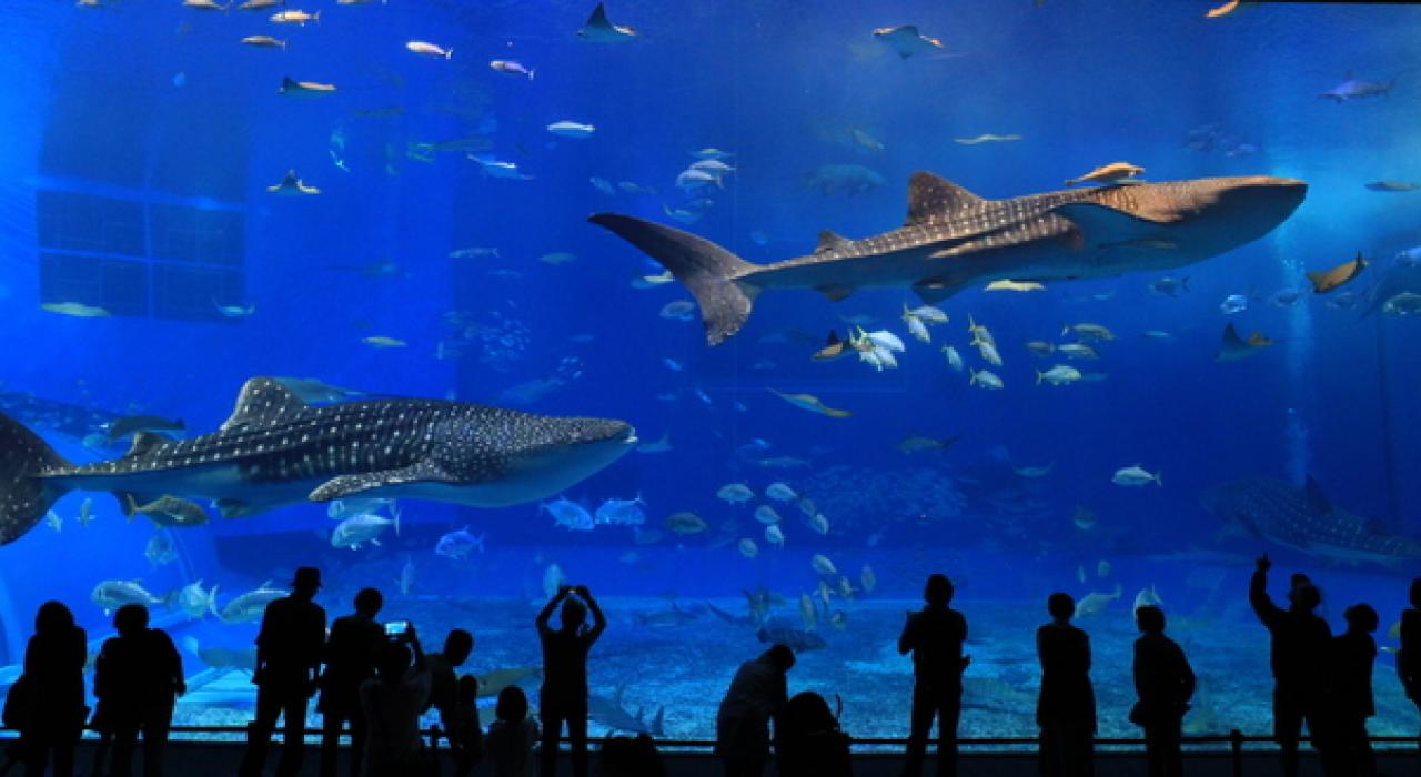 亚特兰大佐治亚水族馆 亚特兰大佐治亚水族馆