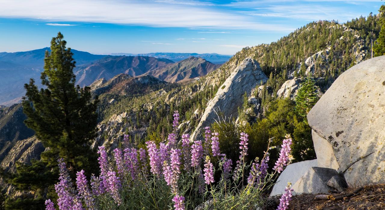 棕榈泉空中缆车 棕榈泉空中缆车