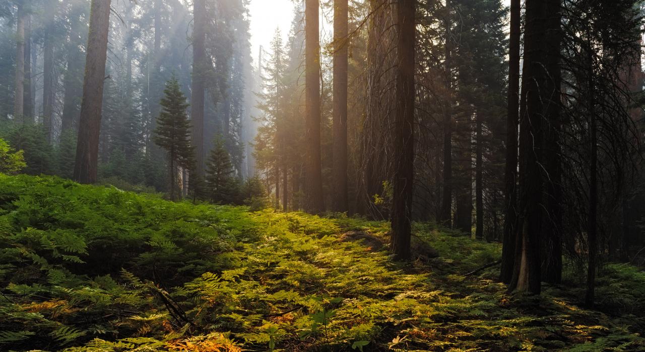 红杉国家森林公园