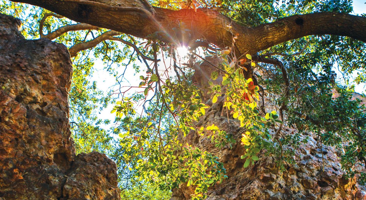 阳光穿过树林照射在丛林公园的徒步小径上