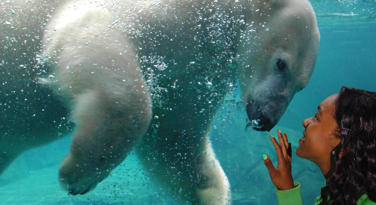 Up-close underwater view of a polar bear at the Brookfield Zoo Up-close underwater view of a polar bear at the Brookfield Zoo