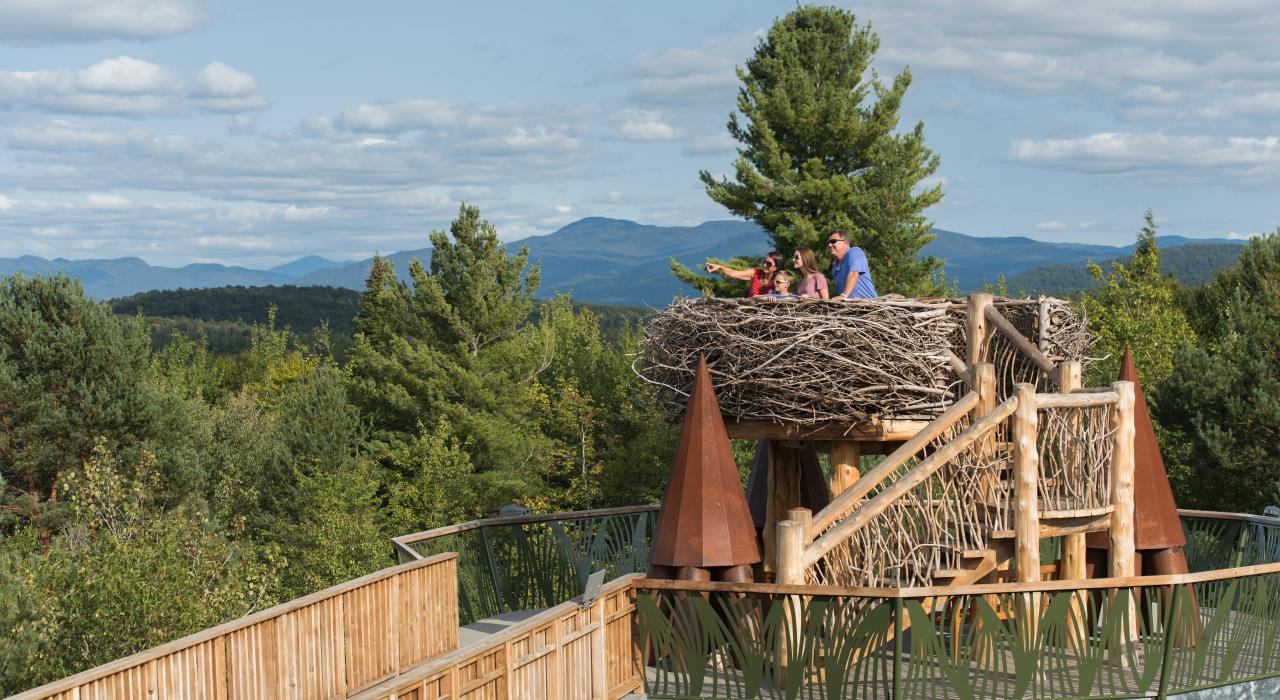 一家人在纽约州的图柏湖野外中心观赏完整尺寸秃鹰巢穴