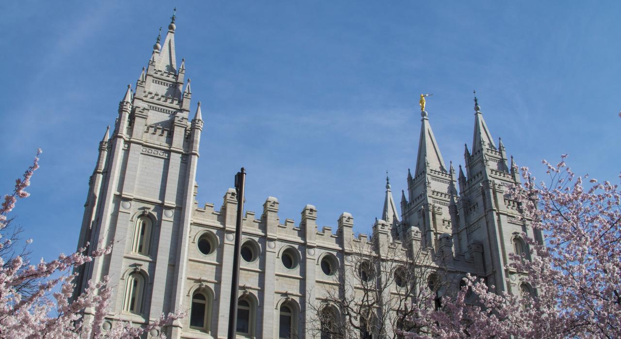 盐湖城圣殿广场的樱花绽放