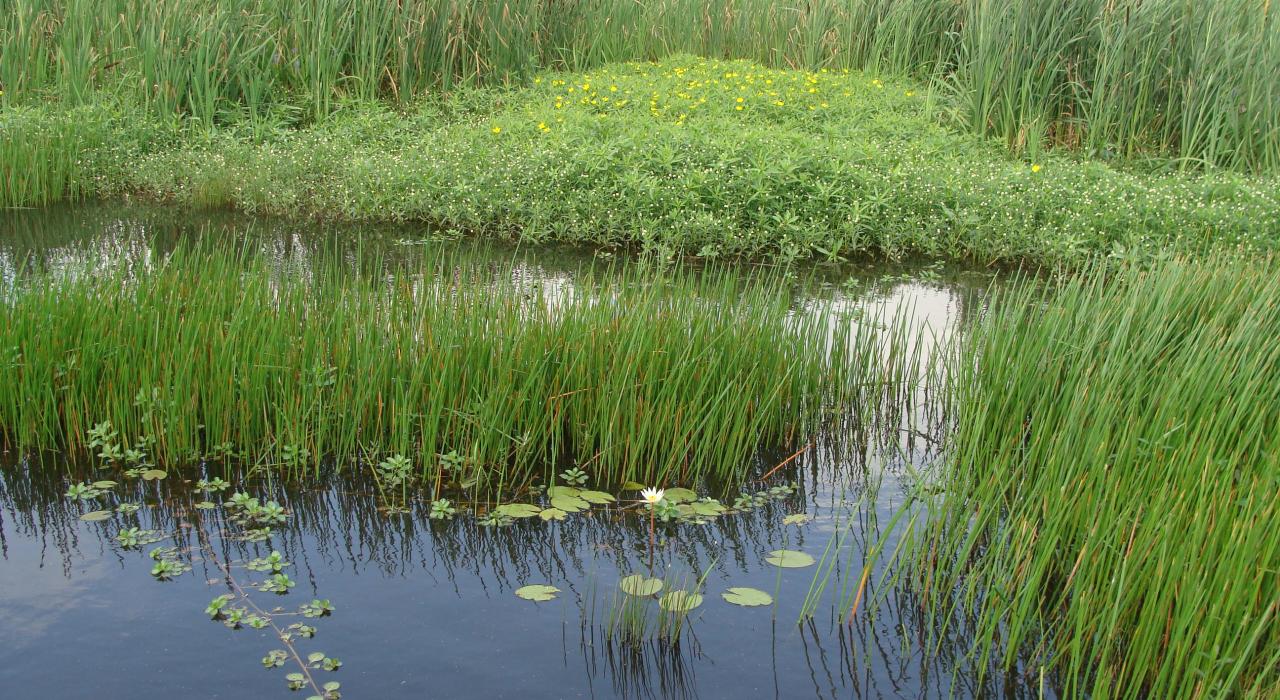 克里奥尔自然小径中的湖泊