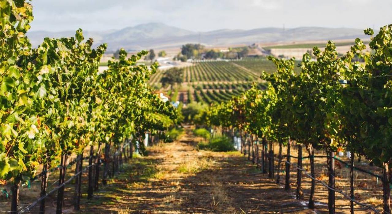 利弗莫尔谷的一处酒庄