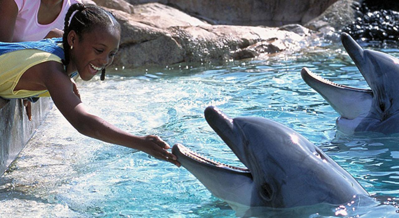 圣地亚哥海豚 圣地亚哥海豚