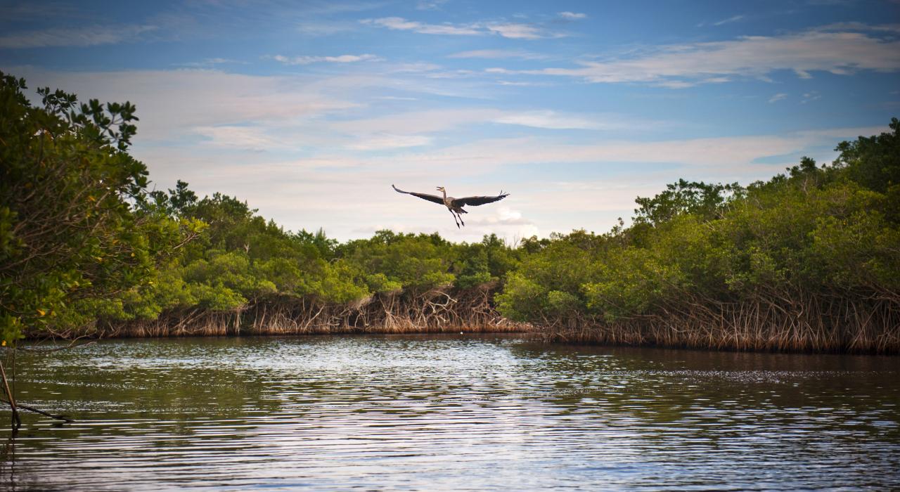佛罗里达野生沼泽公园