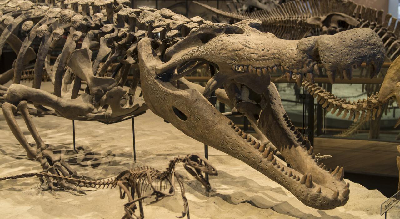 白垩纪的短嘴鳄化石