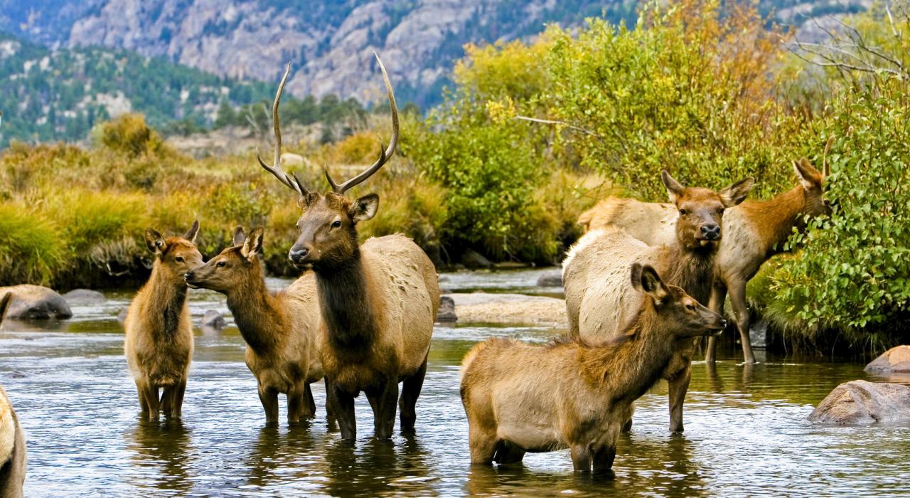 麋鹿们在落基山国家公园饮水 麋鹿们在落基山国家公园饮水