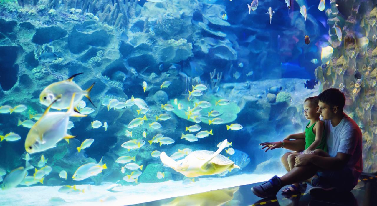 爸爸带着儿子在冒险海洋馆看海洋王国展览