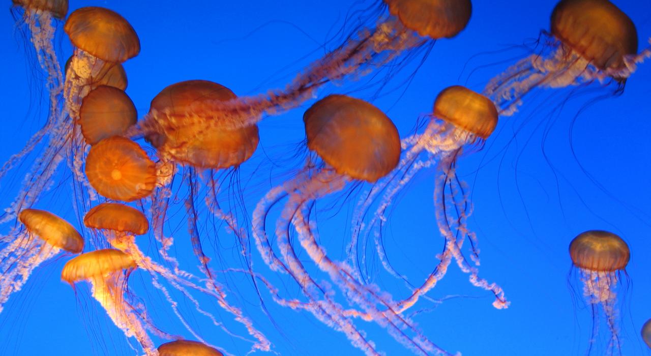 水族馆里的水母 水族馆里的水母