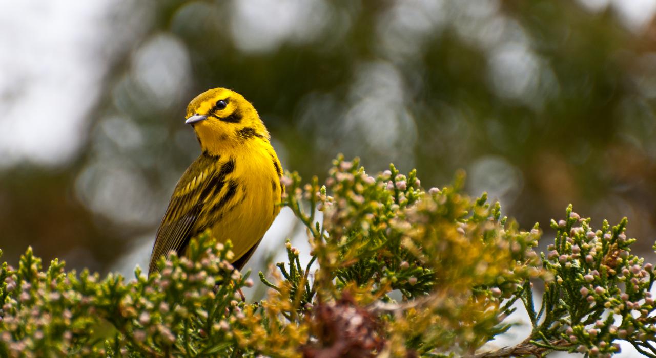栖息在树枝上的草原莺