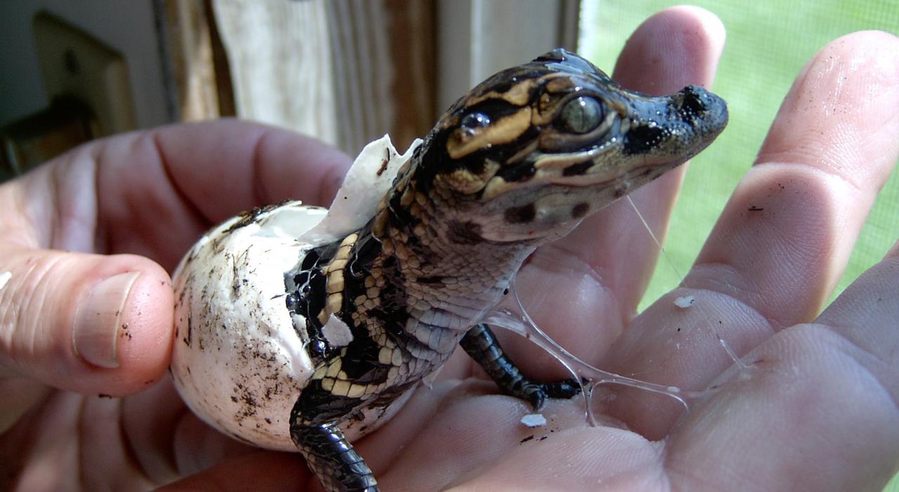 一只刚孵出来的小鳄鱼 一只刚孵出来的小鳄鱼