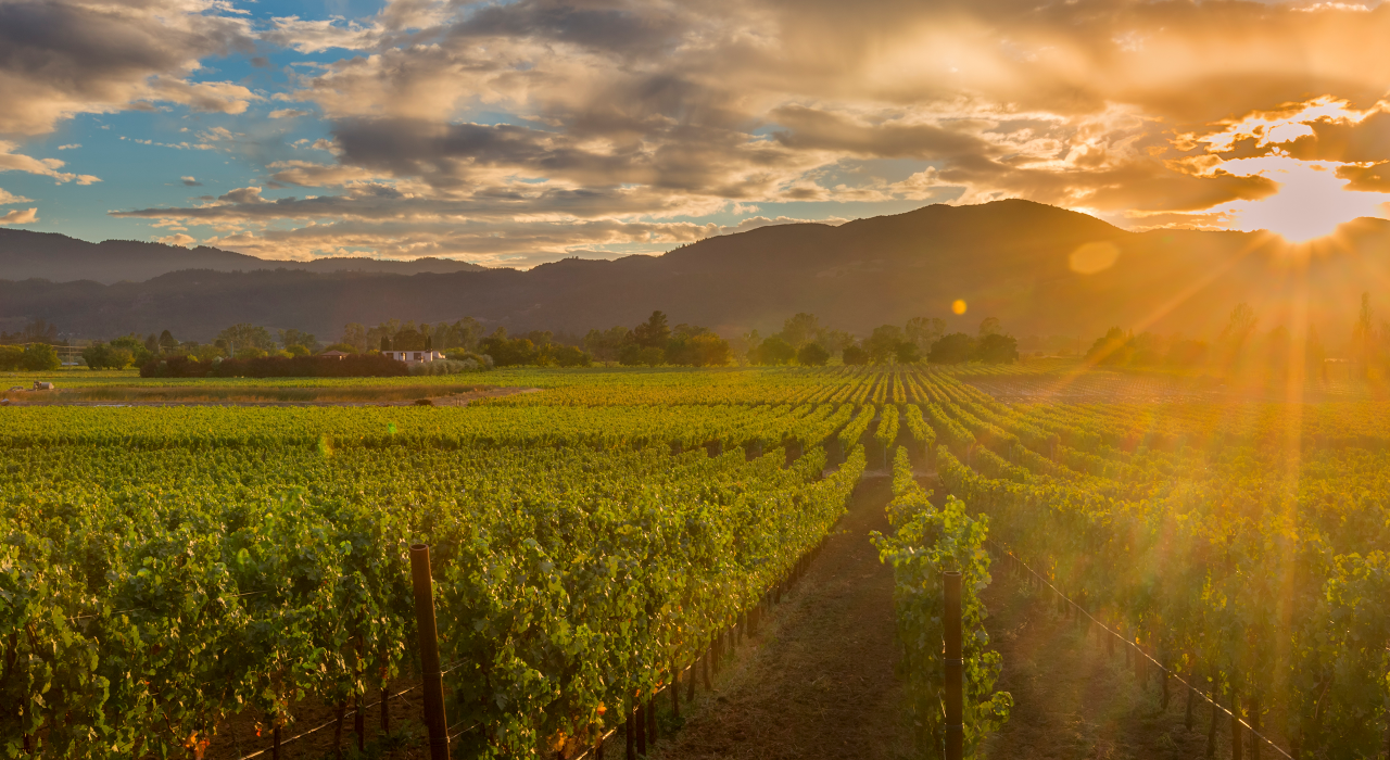 日落照耀在纳帕谷酒庄