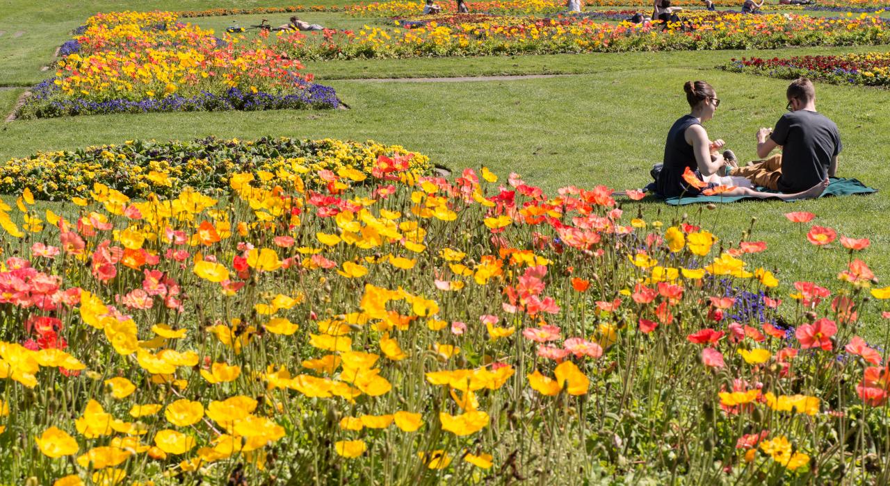 在金门公园的美丽草地上野餐 在金门公园的美丽草地上野餐