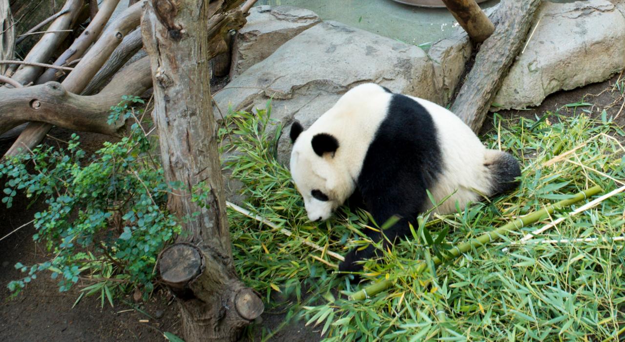 我在参加圣地亚哥动物园的“贵宾专享体验” 我在参加圣地亚哥动物园的“贵宾专享体验”