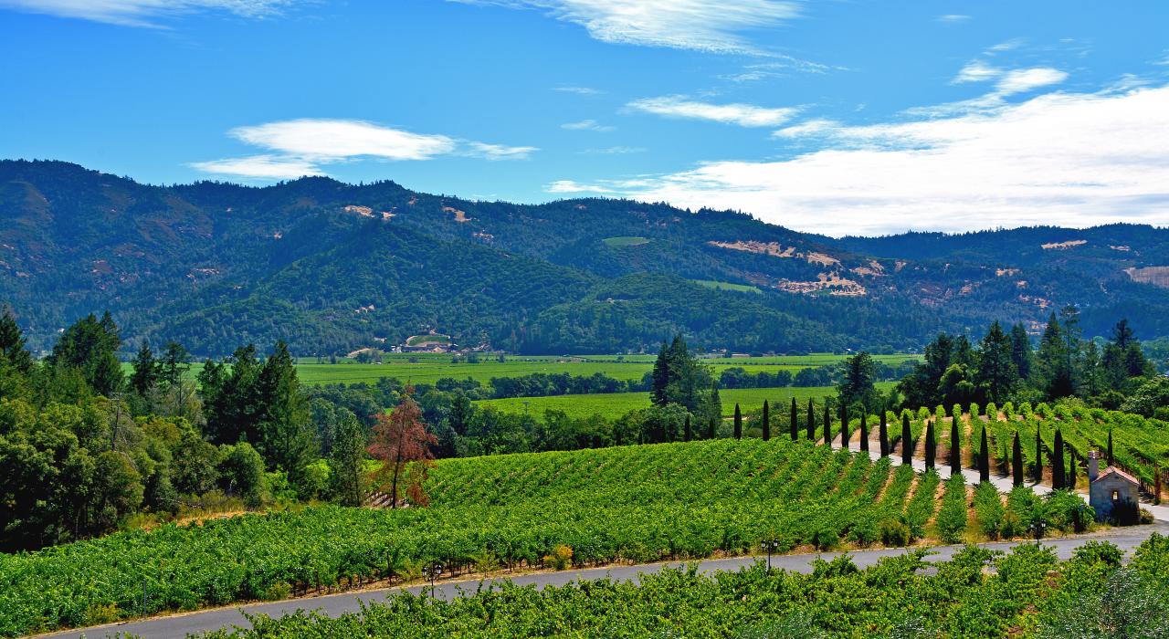 纳帕谷遍地的酒庄