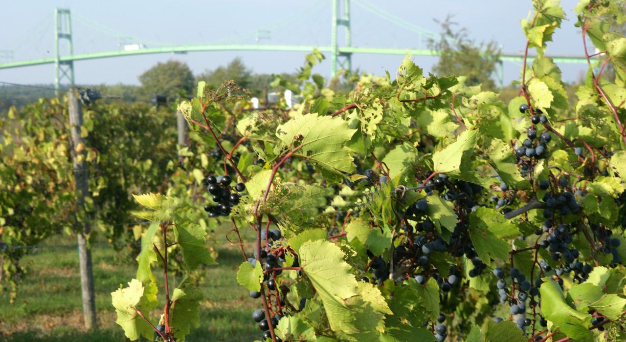千岛群岛海上葡萄酒之路上生长的葡萄树 千岛群岛海上葡萄酒之路上生长的葡萄树