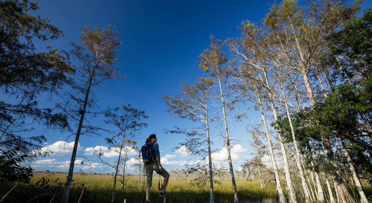 在那不勒斯附近的佛罗里达州大沼泽地沿着木板路徒步