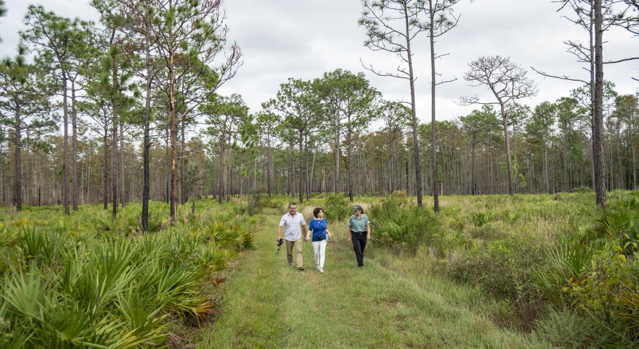 在佛罗里达州新里奇港的 Jay B.Starkey Wilderness Park 荒野公园来一场观鸟徒步之旅