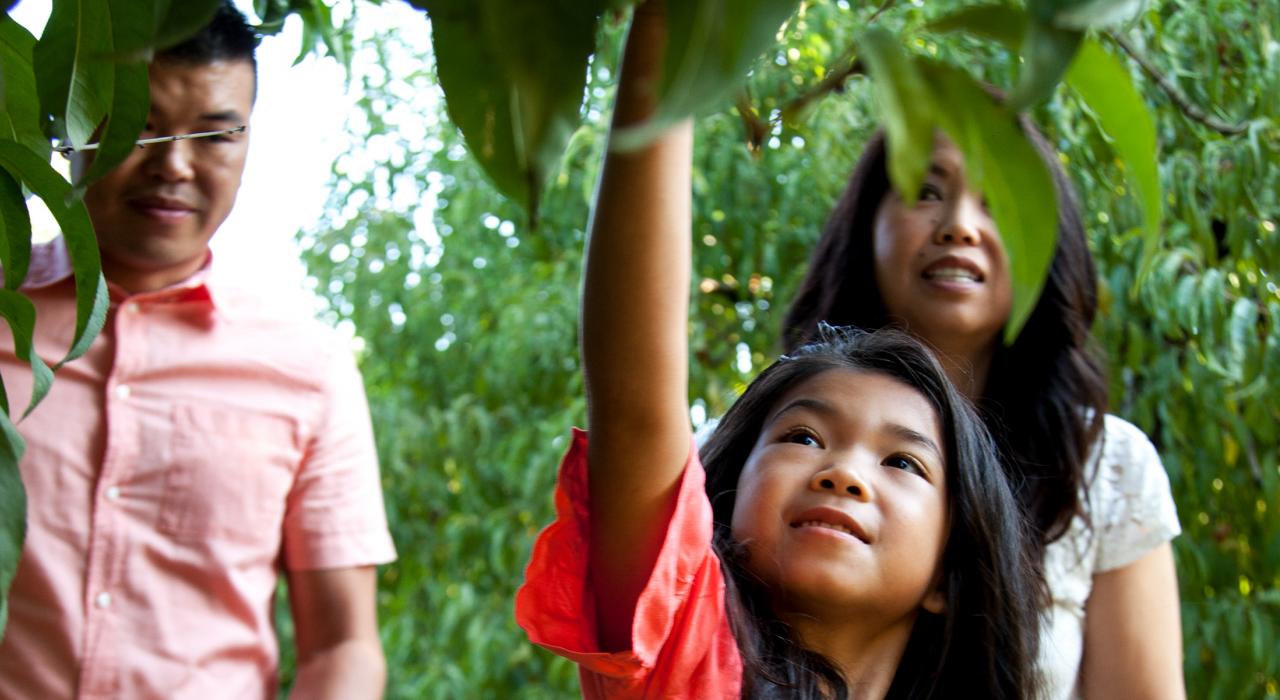 携家人到当地农场体验采摘乐趣