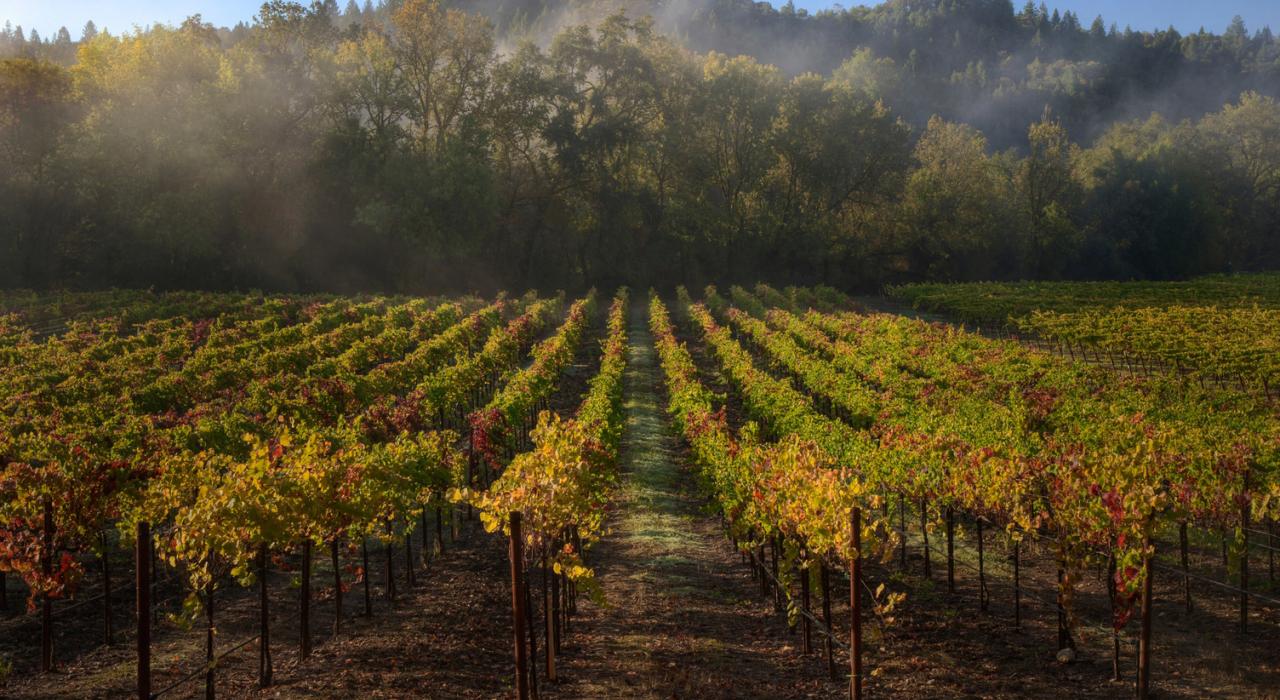 索诺马的葡萄园