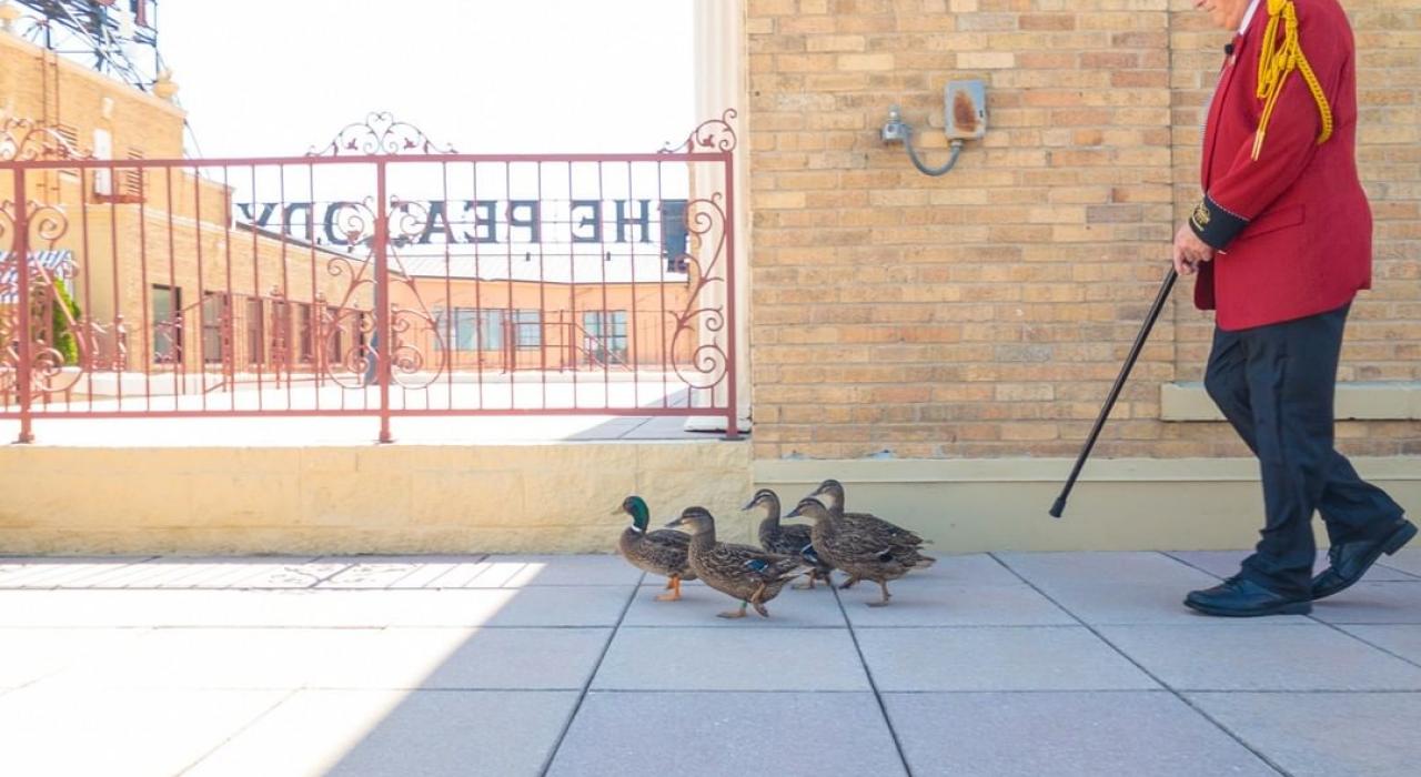 皮博迪酒店鸭子游行