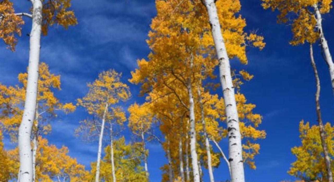 潘多，颤抖的巨人