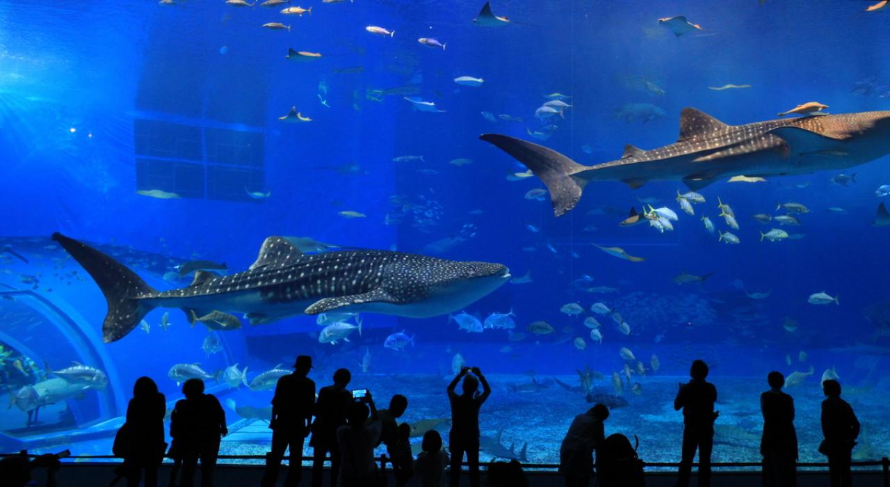 在世界上最大的水族馆：亚特兰大佐治亚水族馆内