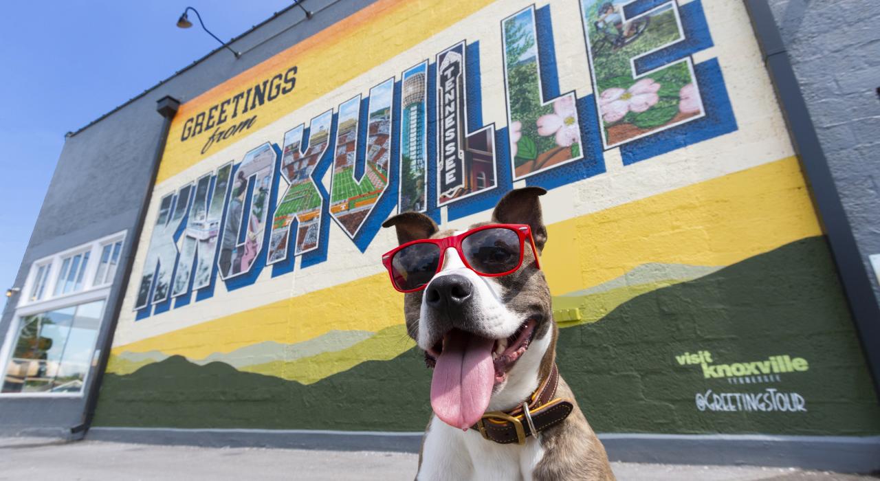 色彩斑斓的壁画遍布这座爱狗的城市 色彩斑斓的壁画遍布这座爱狗的城市