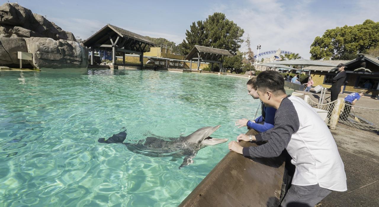 在加利福尼亚州圣地亚哥海洋世界观赏海豚 在加利福尼亚州圣地亚哥海洋世界观赏海豚