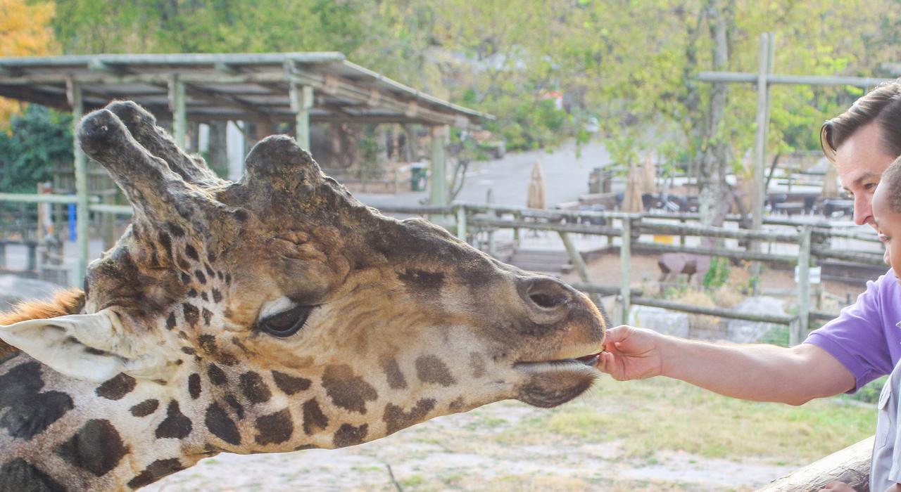 诺克斯维尔动物园喂长颈鹿 诺克斯维尔动物园喂长颈鹿