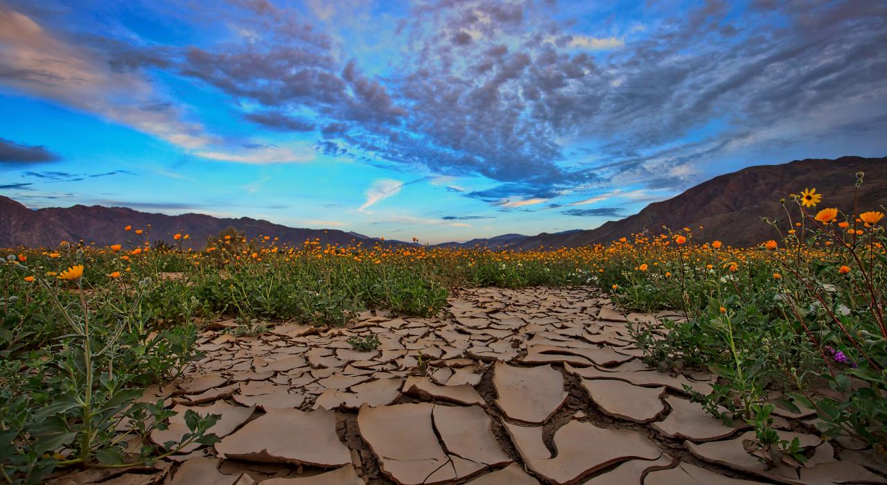 南加利福尼亚州安沙波列哥沙漠州立公园内迎着朝阳绽放的绚烂野花 南加利福尼亚州安沙波列哥沙漠州立公园内迎着朝阳绽放的绚烂野花