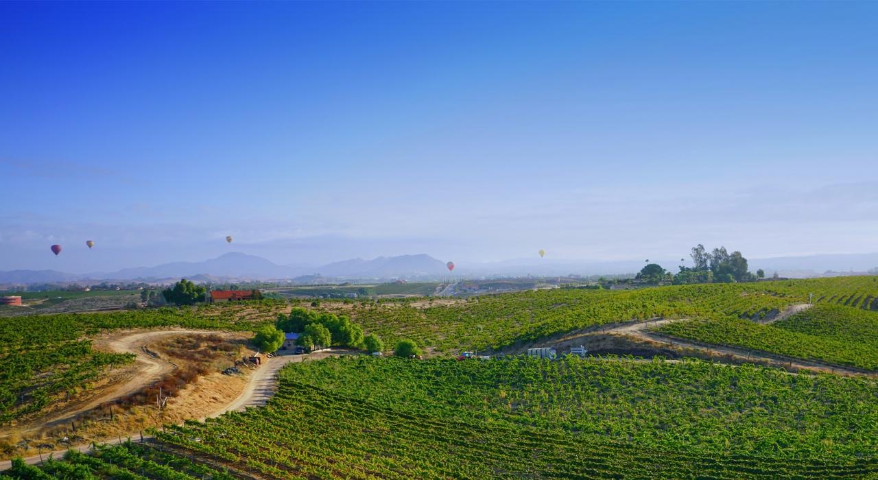 Leoness Cellars 酒窖的葡萄园一眼望去绵延起伏，看似无尽头