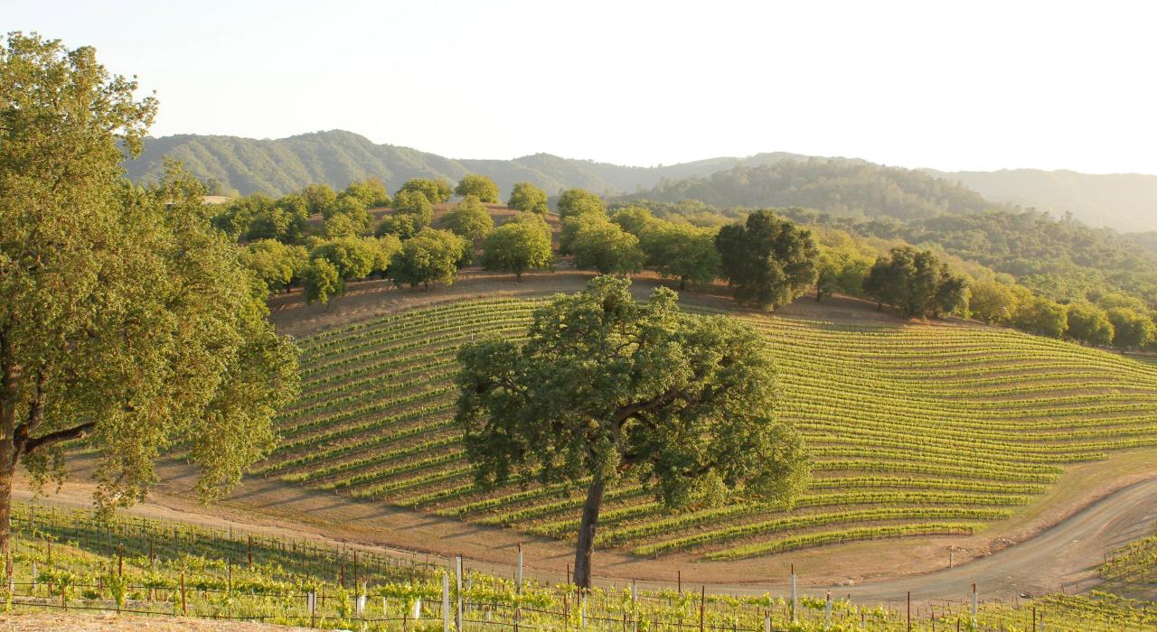 帕索罗布尔斯酒乡中连绵起伏的葡萄园