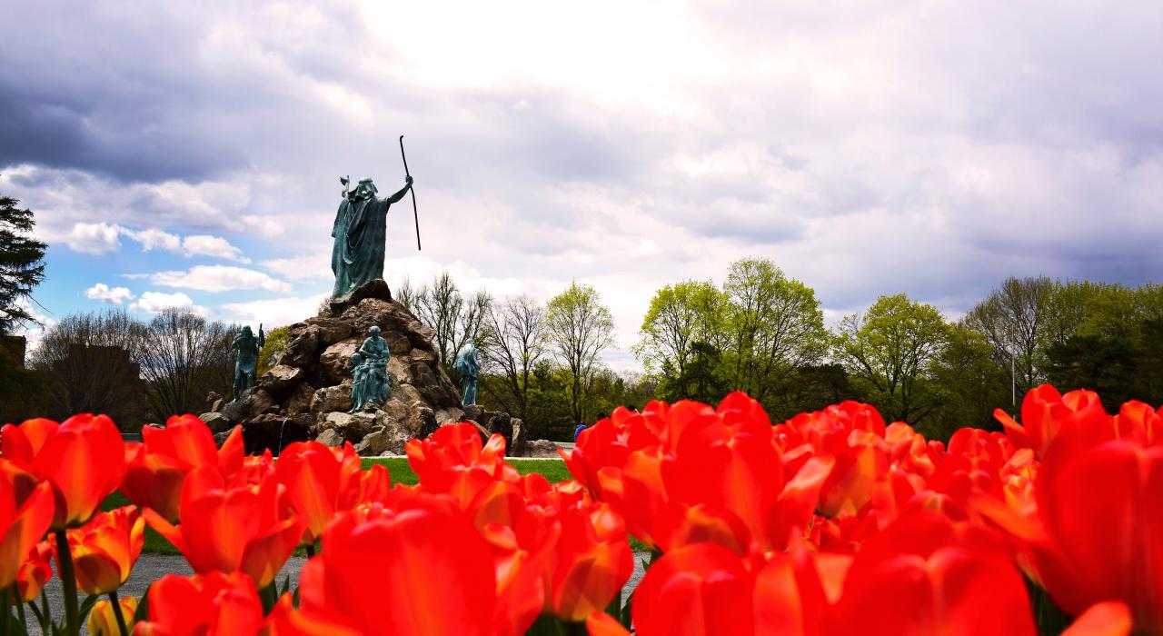 华盛顿公园争奇斗艳的郁金香 华盛顿公园争奇斗艳的郁金香